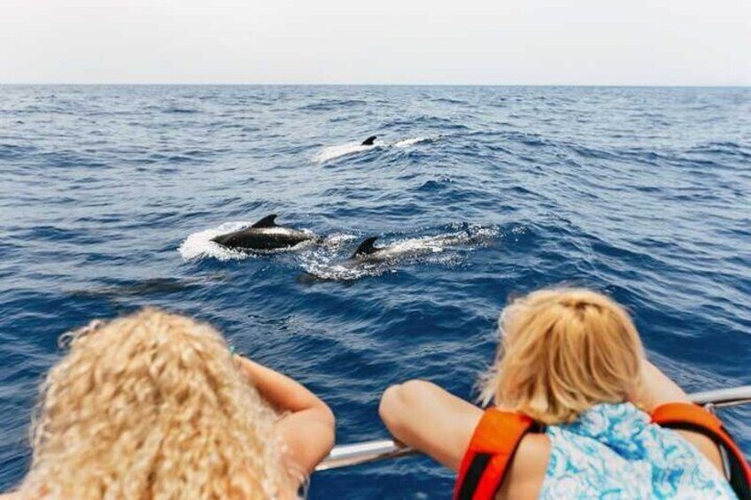 Dolphin Watching Tour with Snorkeling on the island of Figarolo