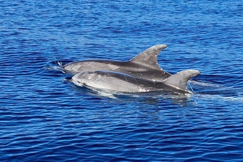 Dolphin Watching Tour with Snorkeling on the island of Figarolo