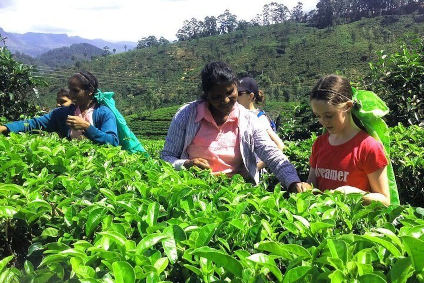 Village Tea, Full-Day Private Tour in Haputale with Lunch