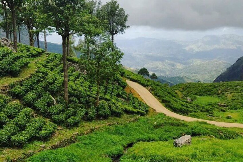 Tea Adventure- Haputale, Tea Plantation Tour with Lunch