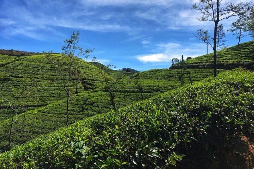 Tea Cups, Full-Day Private Tour in Ella with Lunch