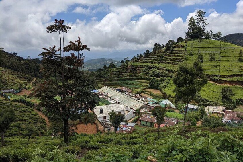 Village Tea, Full-Day Private Tour in Haputale with Lunch