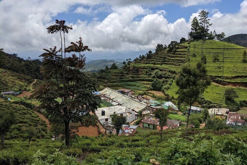 Village Tea, Full-Day Private Tour in Haputale with Lunch