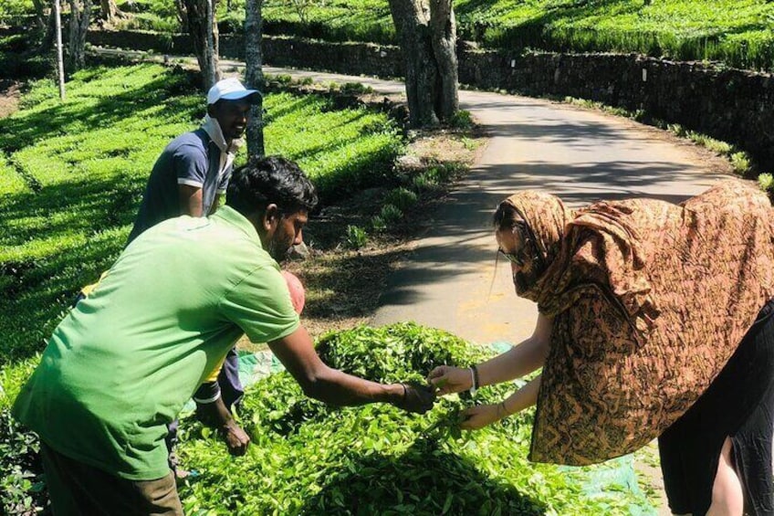 Tea Adventure- Haputale, Tea Plantation Tour with Lunch