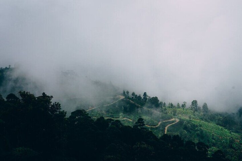 'Tea Cups' - Tea Plantation Tour 