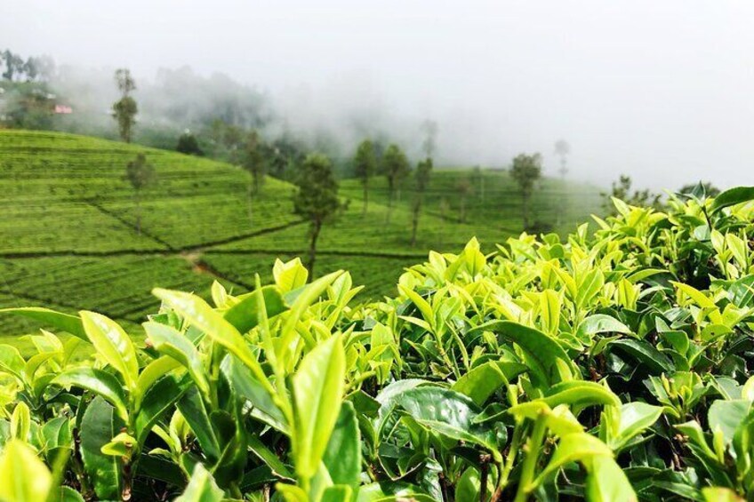 Village Tea, Full-Day Private Tour in Haputale with Lunch