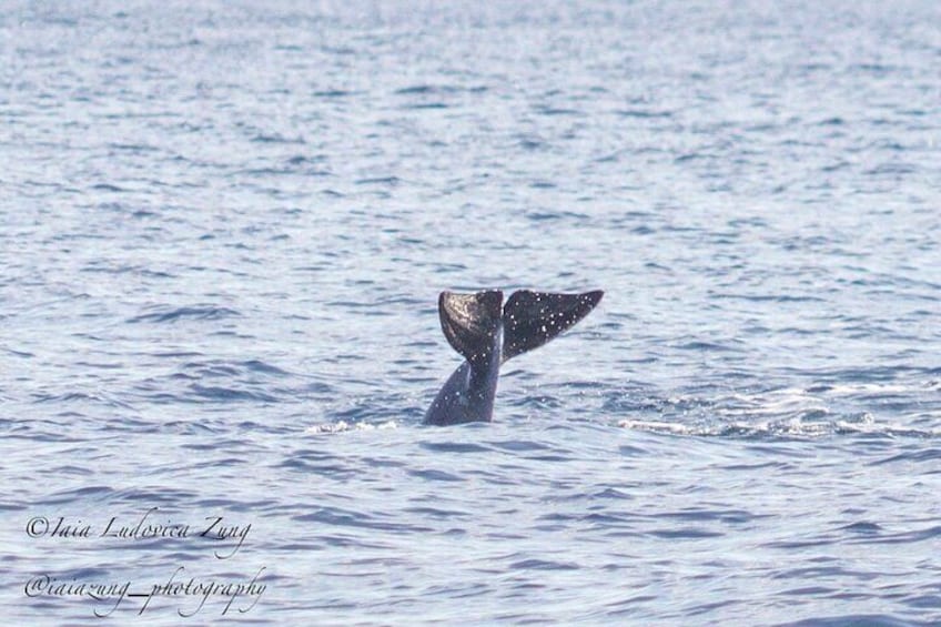 Dolphin Watching Tour - from Golfo Aranci