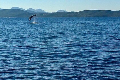 Tour de Avistamiento de Delfines - desde Golfo Aranci