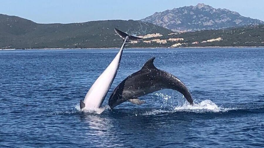 Dolphin Watching Tour - from Golfo Aranci