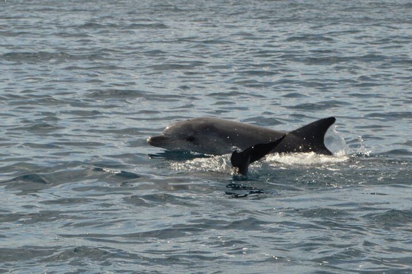 Dolphin Watching Tour