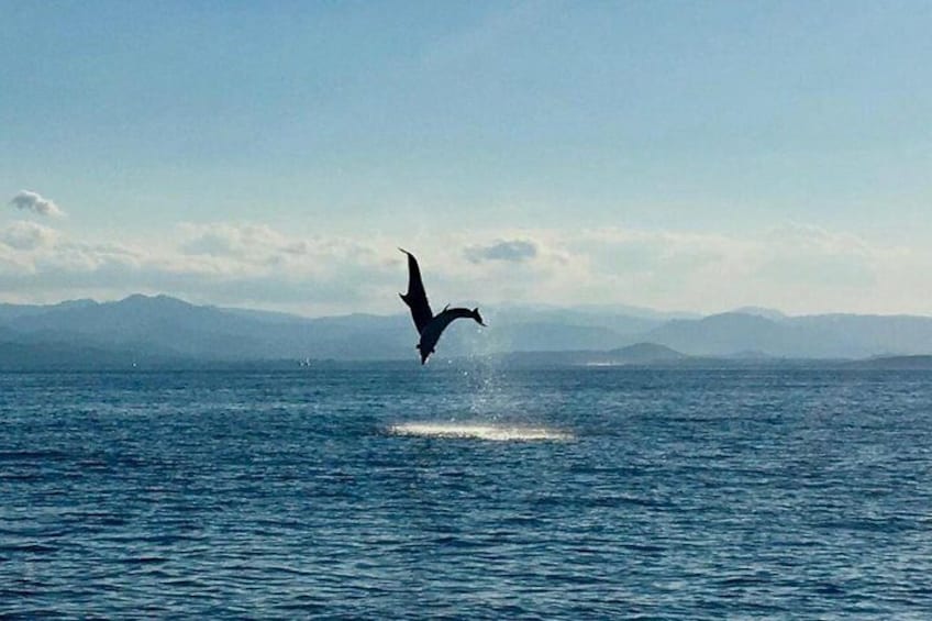 Dolphin Watching Tour - from Golfo Aranci