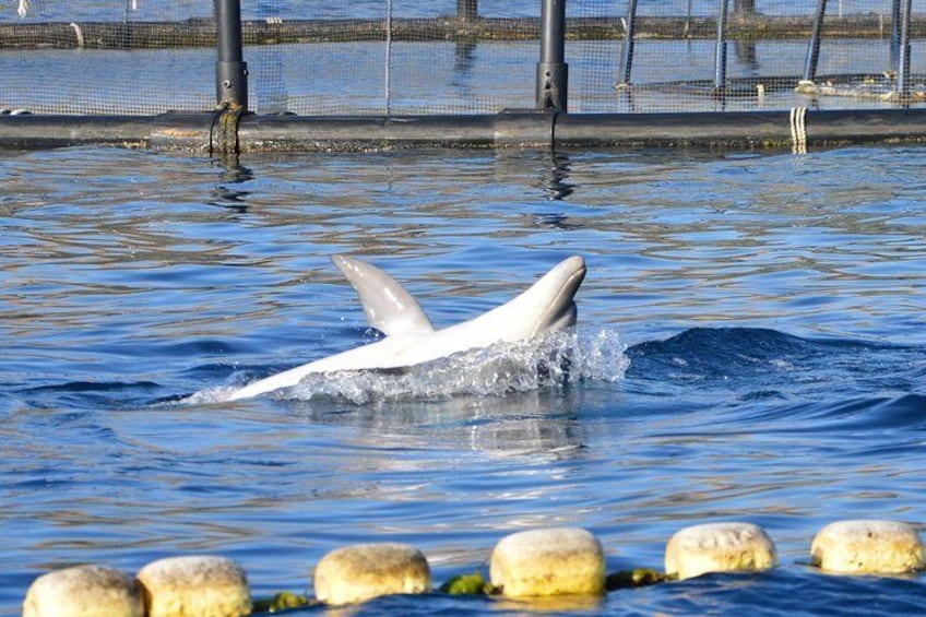Dolphin Watching Tour