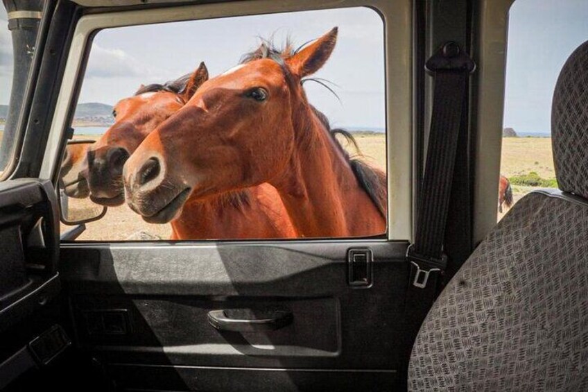 ASINARA ISLAND-TOUR full day Minivan in the National Park