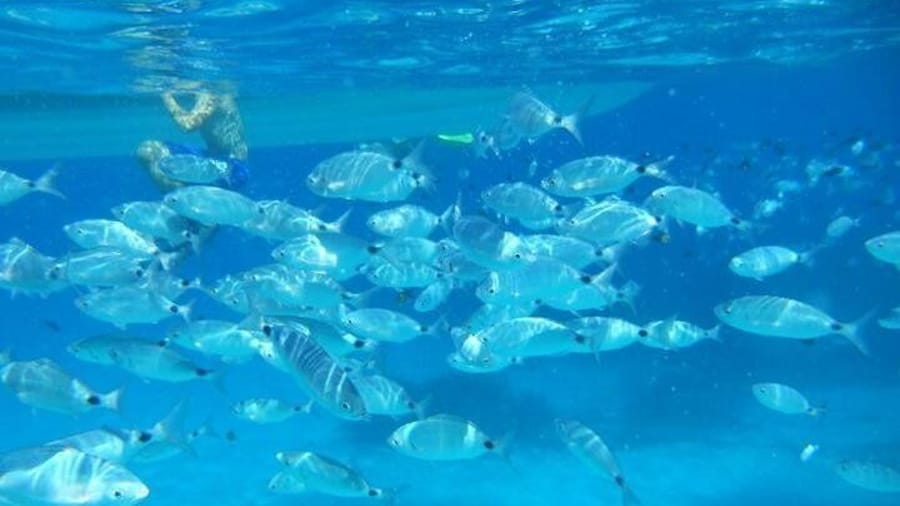 Snorkeling marine protected area Tavolara