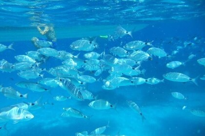 Snorkelen beschermd zeegebied Tavolara