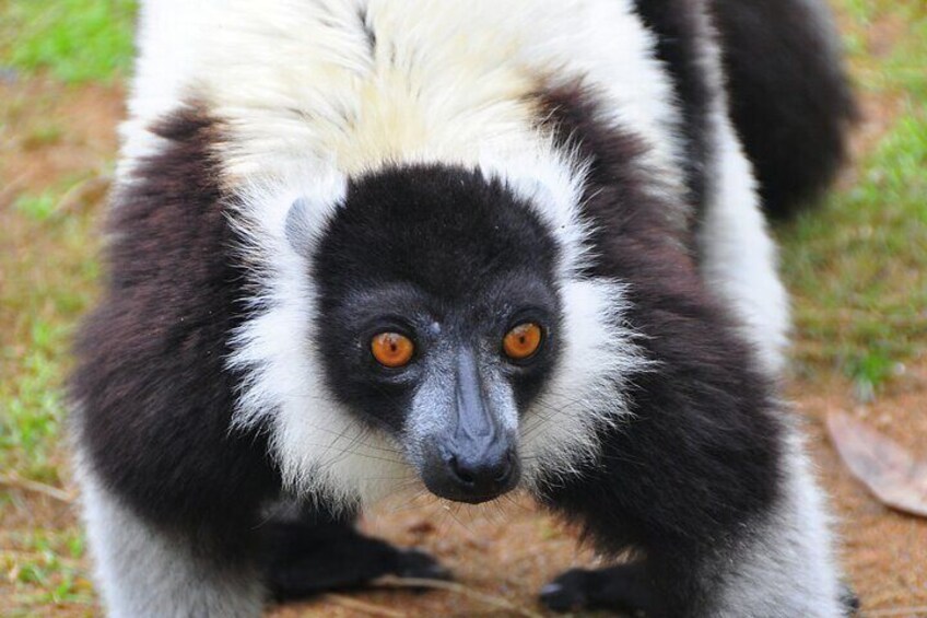 Black and white lemur speces 