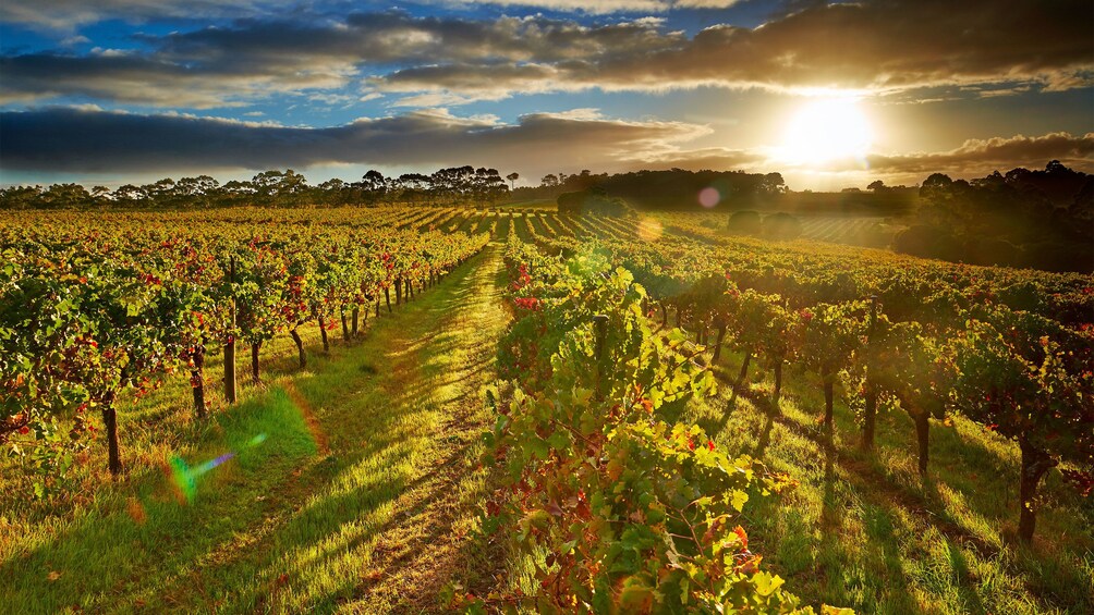 Landscape view of wine vineyard at sunset.