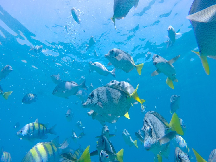 Snorkel & Sea Adventure with visit to the famous arch
