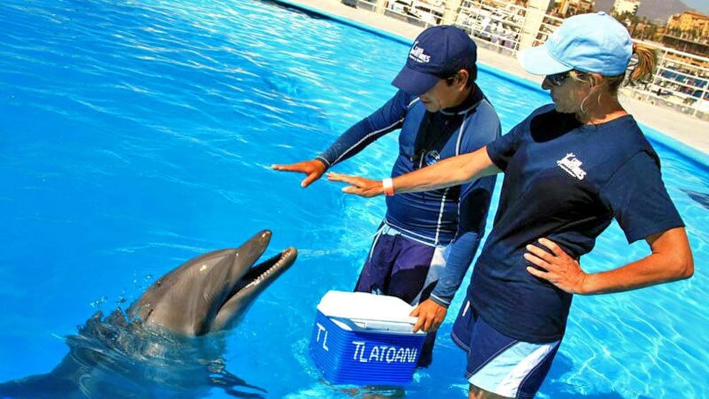Show item 1 of 10. Dolphin being trained in Los Cabos