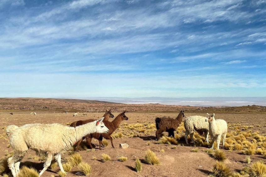 Altiplanic Lagoons, Atacama Salt Flat & Red Stones Full-Day Tour