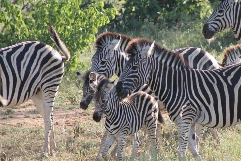 Kruger national Park