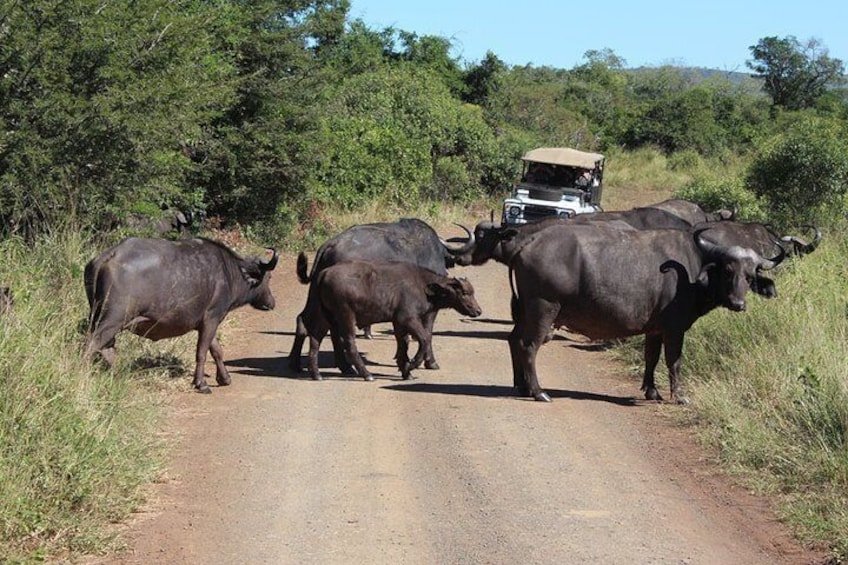 Kruger national park drives 