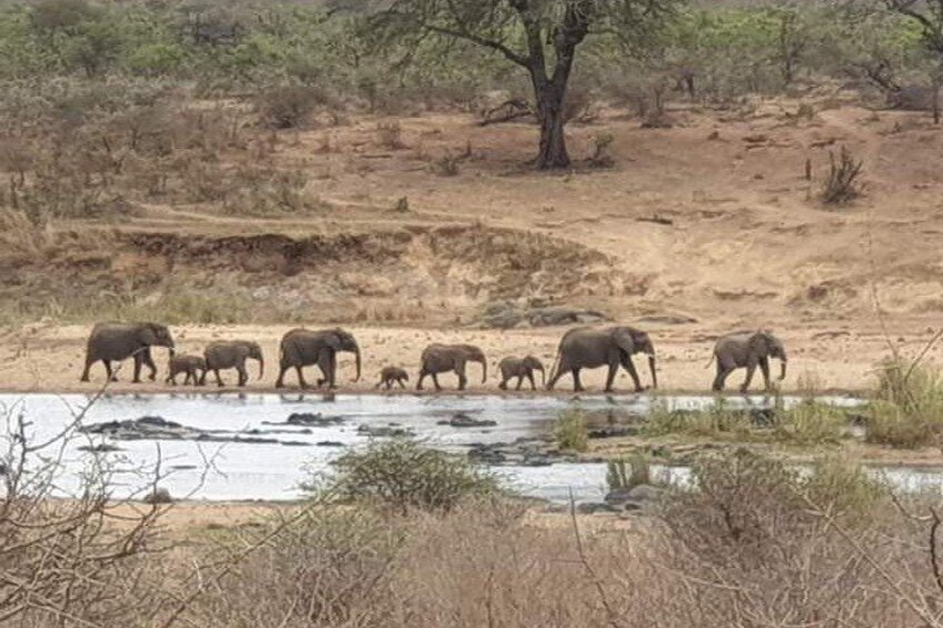 Full-Day Safari in Kruger National Park from Johannesburg