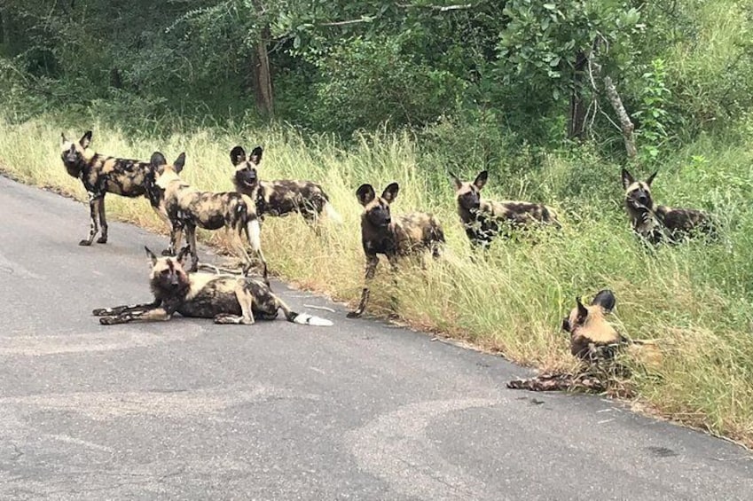 Full-Day Safari in Kruger National Park from Johannesburg