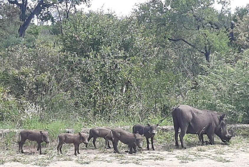 Full-Day Safari in Kruger National Park from Johannesburg