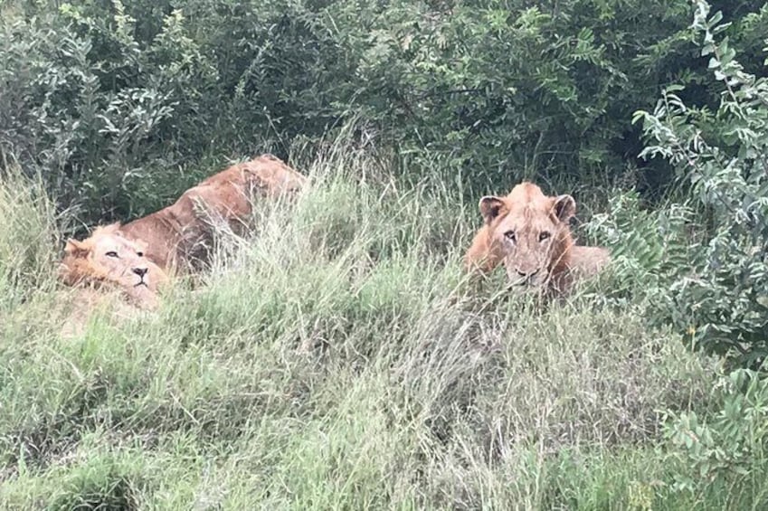 Full-Day Safari in Kruger National Park from Johannesburg