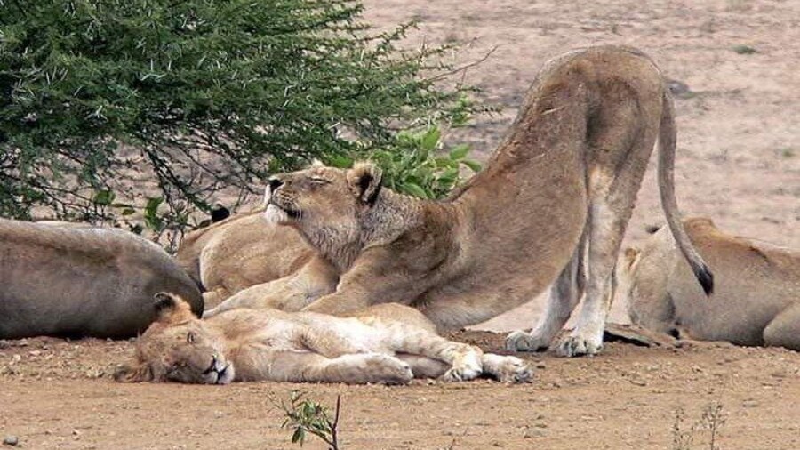 Full-Day Safari in Kruger National Park from Johannesburg