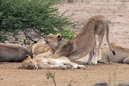 Full-Day Safari in Kruger National Park from Johannesburg