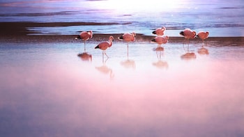 Atacama Salt Flat & Toconao Half-Day Tour