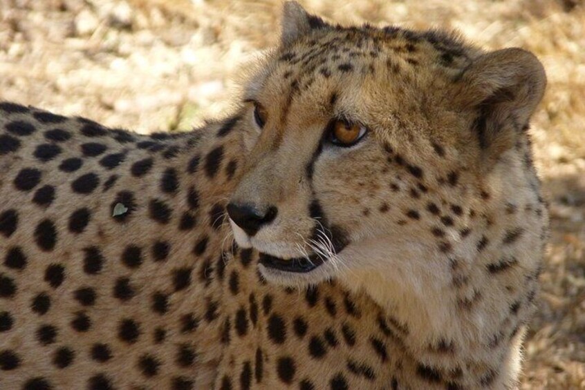 The Ann van Dyk Cheetah Guided Tour