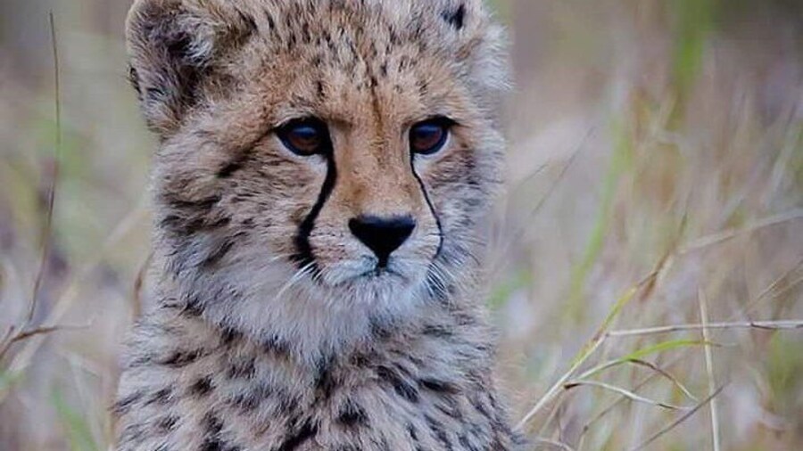 The Ann van Dyk Cheetah Guided Tour