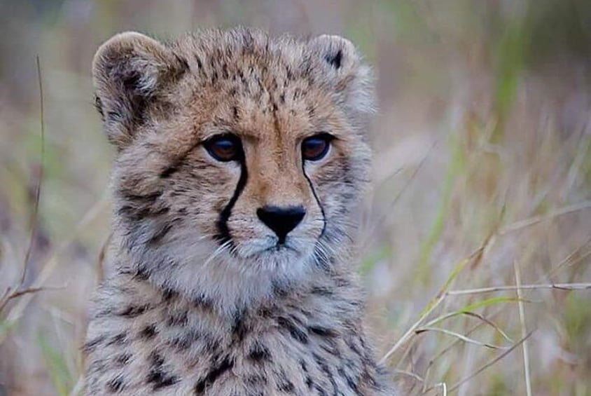 The Ann van Dyk Cheetah Guided Tour
