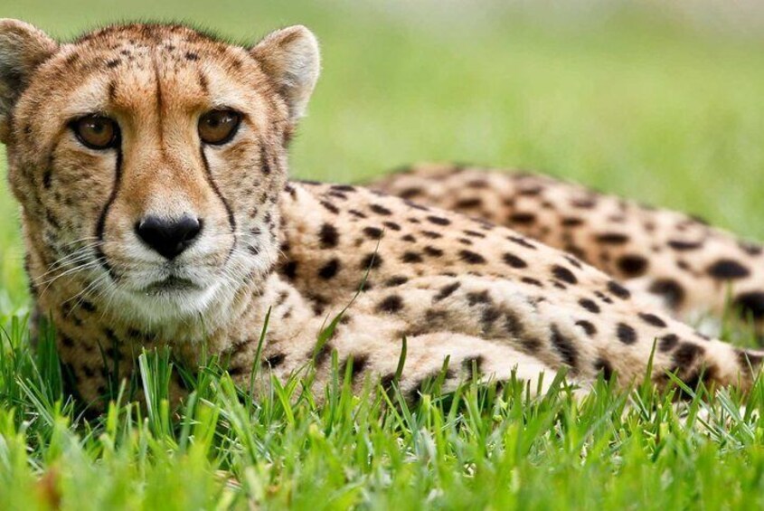 The Ann van Dyk Cheetah Guided Tour