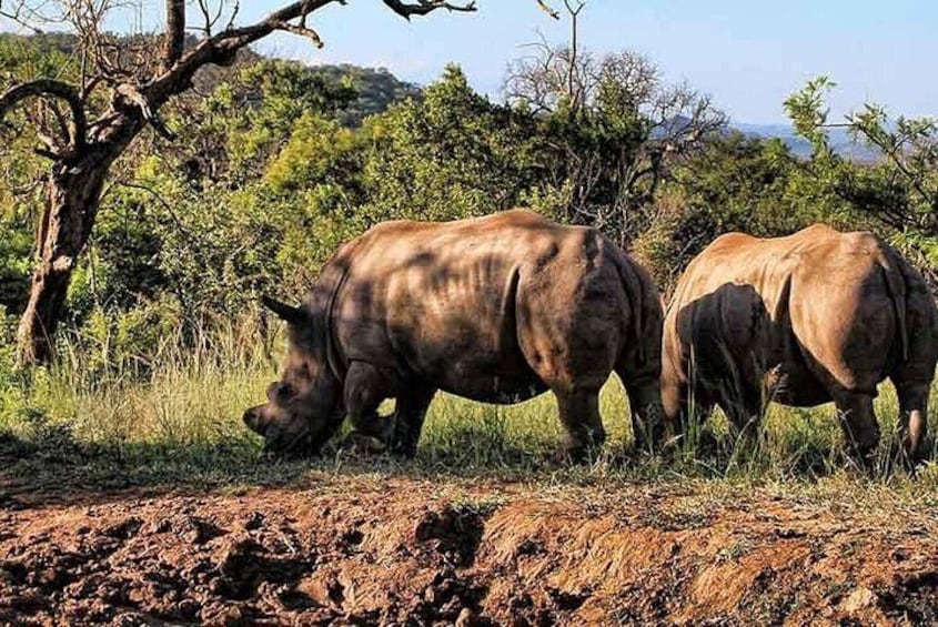 Rhino and Lion Nature Reserve Safari Tour from Johannesburg