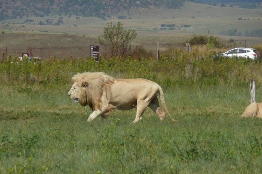 Rhino and Lion Nature Reserve Safari Tour from Johannesburg