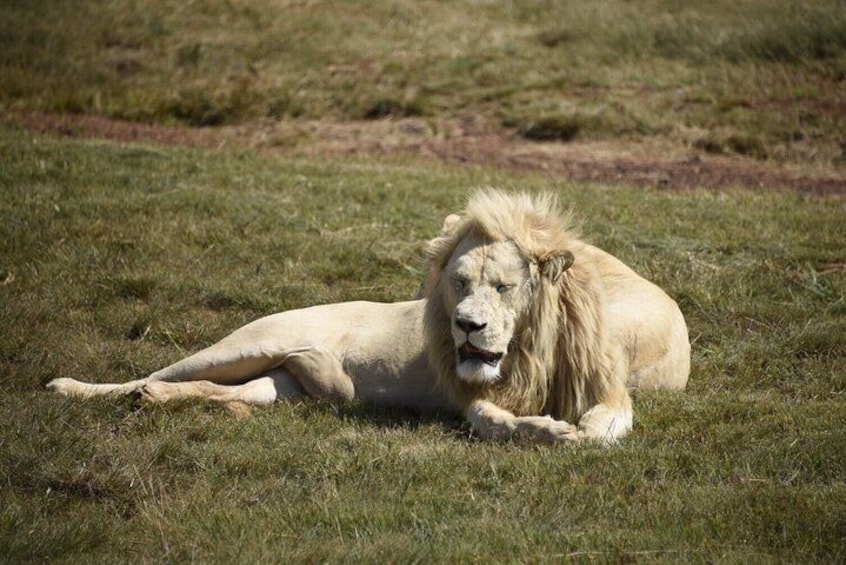 Rhino and Lion Nature Reserve Safari Tour from Johannesburg