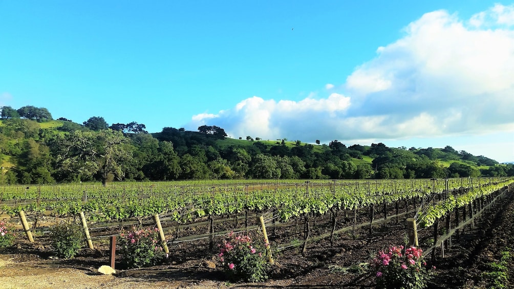 Private Full Day Boutique Winery Tour with Lunch