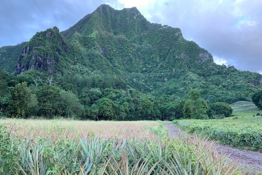 Rotui Mountain, Pineapple Field