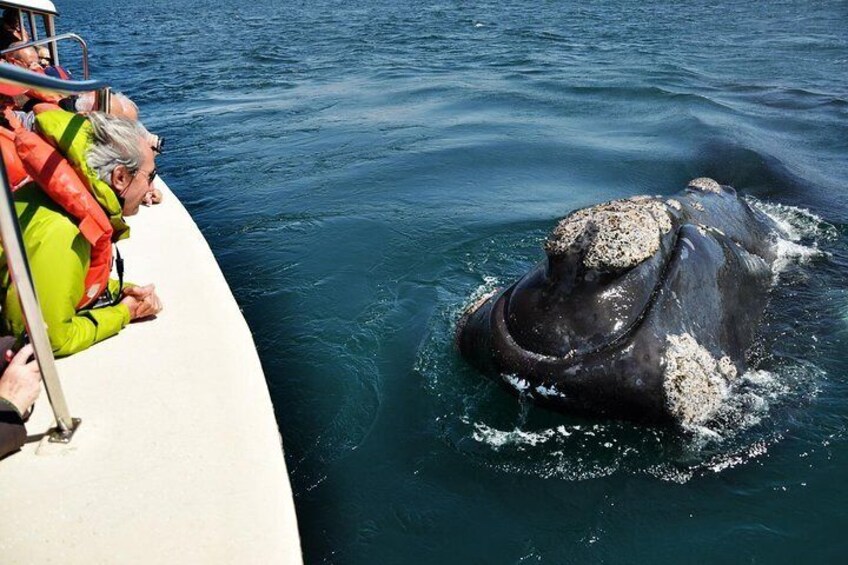 Onboard whale watching traditional type