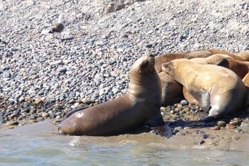 Sea lions