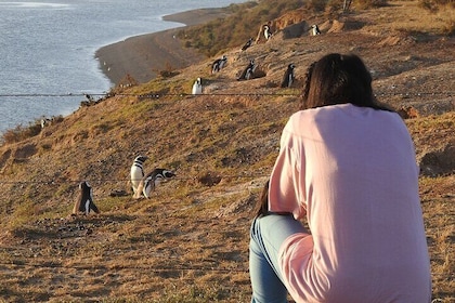 Shore Tours Peninsula Valdes Cruise Ship Passengers Puerto Madryn