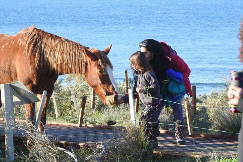 Peninsula Valdes Shore Excursions Tours