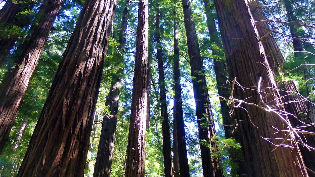 Forest view in San Francisco