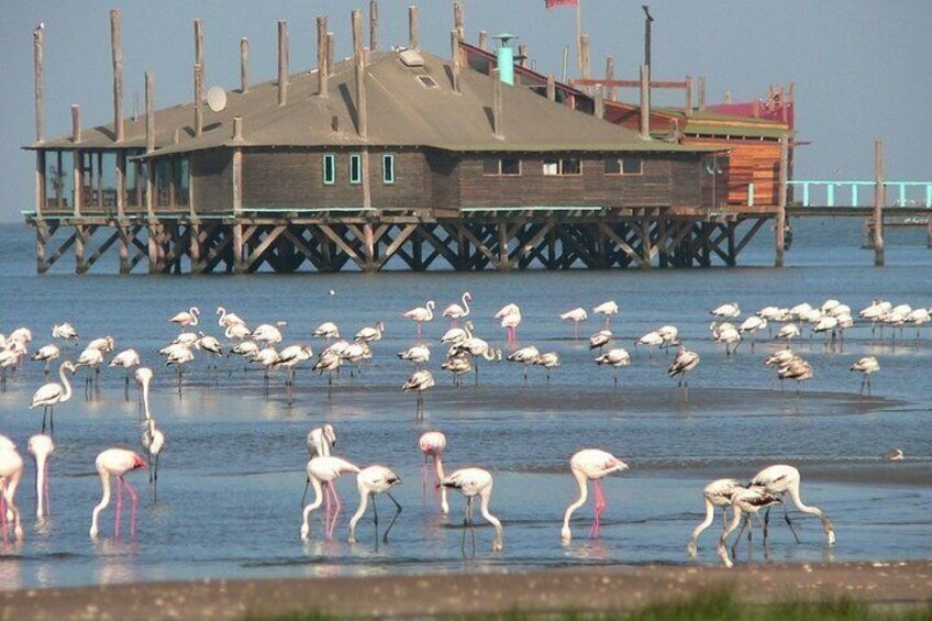 Private Highlights of Walvis Bay Tour