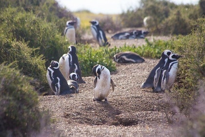 Punta Tombo Tour, la experiencia del pingüino