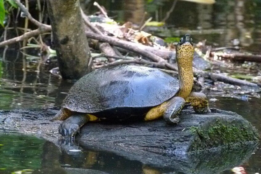 The best of Tortuguero: Canoe, hike and night tour (turtle in Jul-Oct)